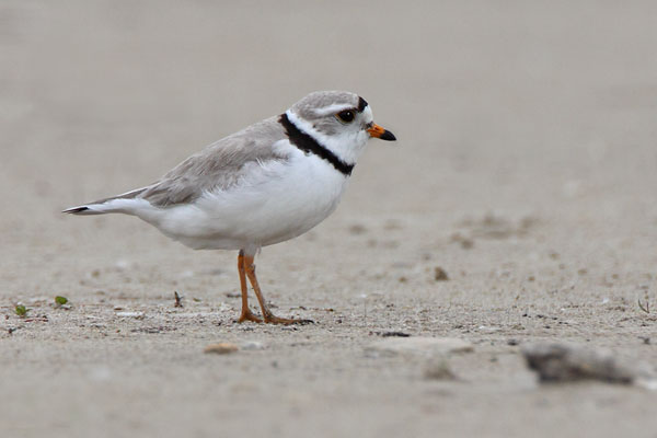 Piping Plover © Russ Chantler